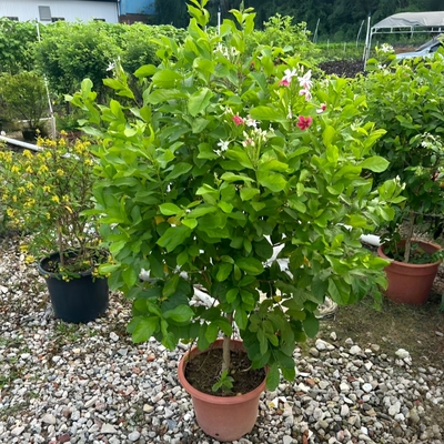 使君子耐高温浓香大盆栽四季开花