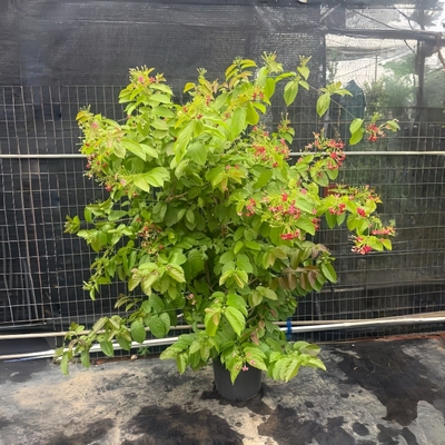 爬藤使君子耐高温浓香花卉盆栽水君子四季大植物庭院阳台花园开花