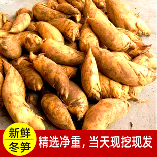 竹西施建瓯笋竹之乡现货冬笋现挖现发当天发货应季鲜冬笋发顺丰