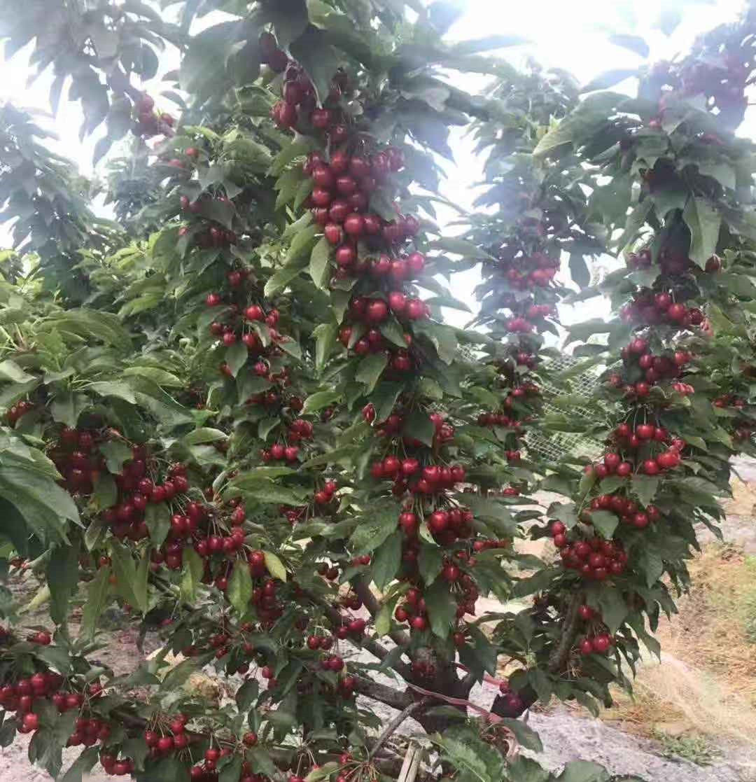 车厘子树苗樱桃盆栽樱桃果树果苗嫁接南北方种植