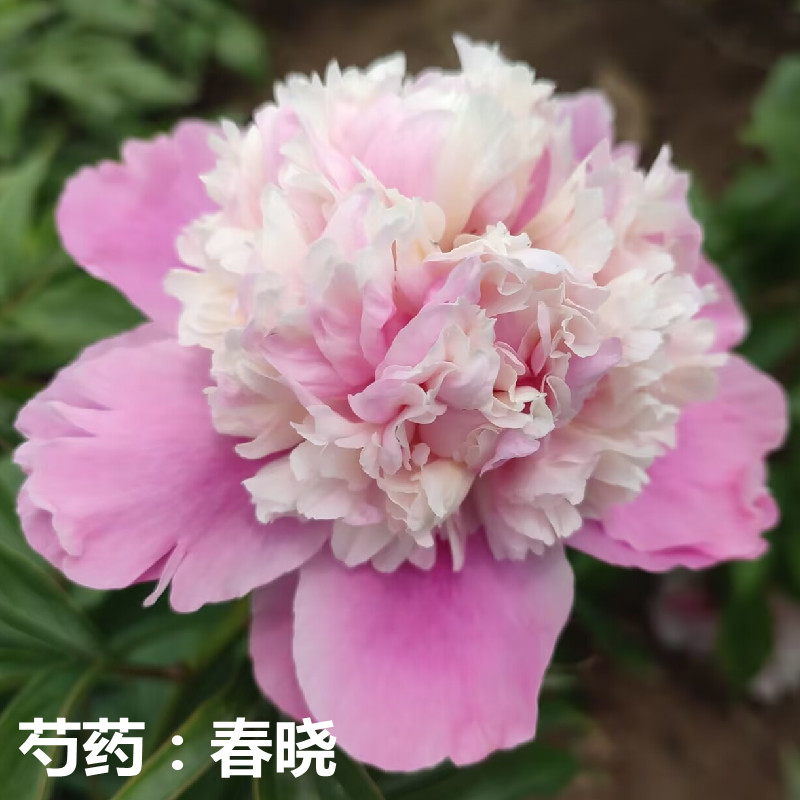 芍药花苗重瓣带芽春晓佛光花根老桩盆栽耐寒四季牡丹大花阳台浓香
