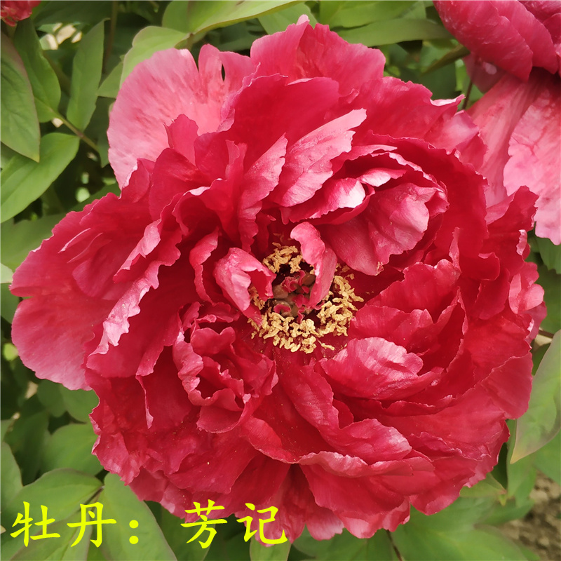 芳记牡丹花苗大红色菏泽正宗观赏重瓣精品阳台庭院花卉植物正红色