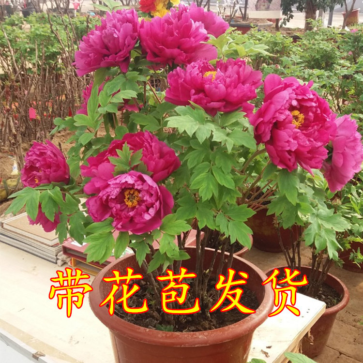 牡丹花带花苞发货带盆正宗菏泽春节开花年宵花催花高档礼品洛阳红