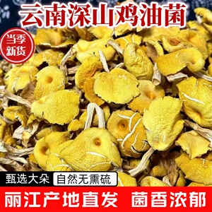 云南丽江鸡油菌干货黄金菇野生菌