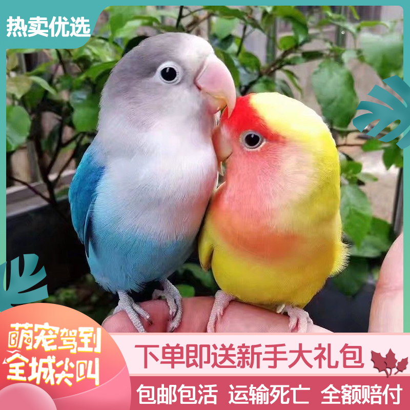 欧立海牡丹鹦鹉活鸟活物虎皮鹦鹉小鸟活鸟家养的鸟类活鸟宠物鹦鹉