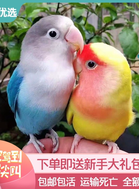 欧立海牡丹鹦鹉活鸟活物虎皮鹦鹉小鸟活鸟家养的鸟类活鸟宠物鹦鹉