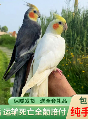 欧立海玄凤鹦鹉活鸟会学说话的鸟