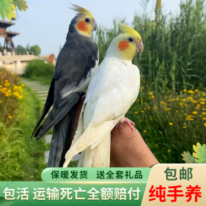 欧立海玄凤鹦鹉活鸟会学说话的鸟