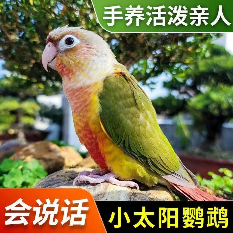 手养五彩斑斓小太阳鹦鹉活体幼鸟黄边凤梨肉桂绿颊亲人小宠物鸟类