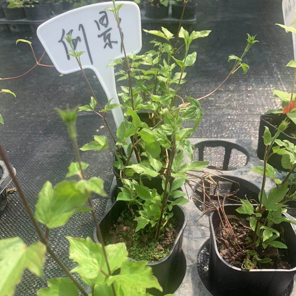铁线莲3颗