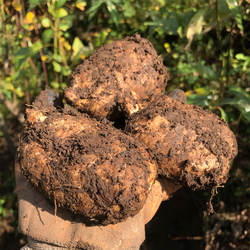 顺丰包邮云南昭通小草坝天麻产地麻农直销小草坝新鲜天麻头晕头疼