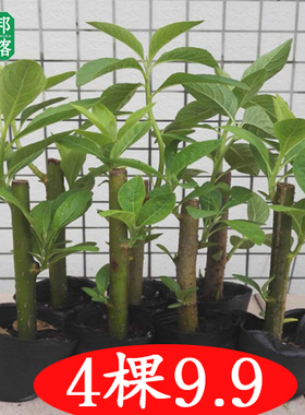 正宗马来西亚南非叶树苗 种苗斑鸠叶将军叶满15包邮 新鲜叶干叶茶