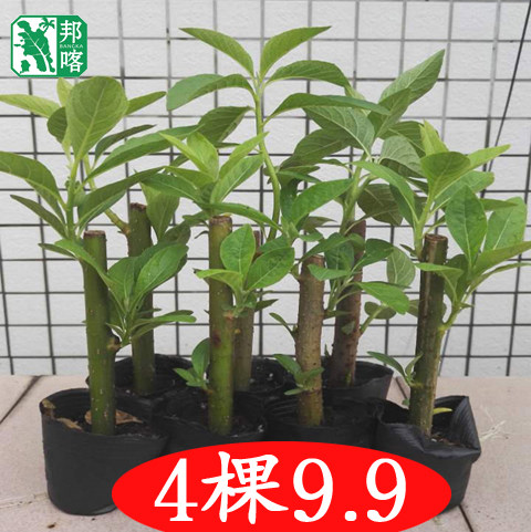 正宗马来西亚南非叶树苗斑鸠
