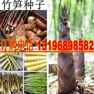 春笋冬笋竹笋种子 小竹笋大毛竹笋种子鞭笋麻竹笋种子高山笋种子