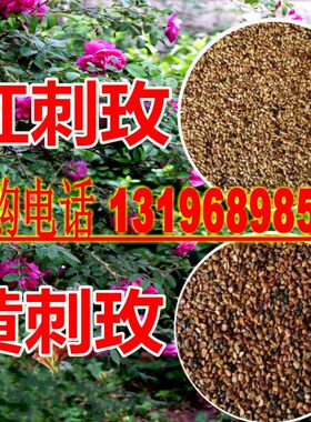 园林绿化开花种子包邮