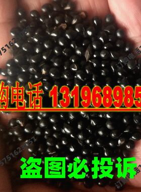 新采药材种籽白鲜皮种子春秋播种八股牛鲜皮种籽山牡丹羊鲜草中药