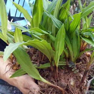 毛慈菇种子正宗水白芨冰球子苗名贵中药材苗子送资料中药材种子