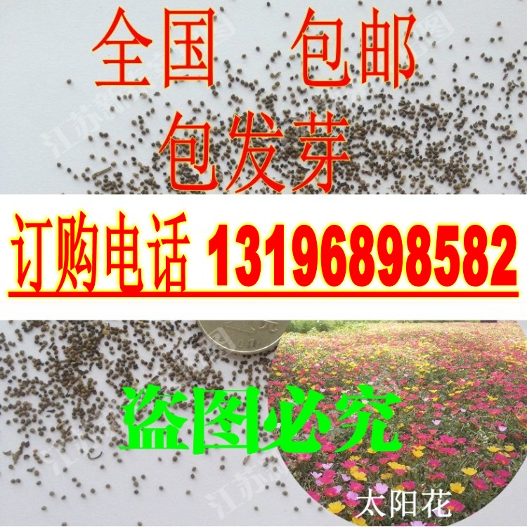 新籽太阳花种子  四季播盆栽花卉龙须牡丹重瓣松叶牡丹死不了包邮
