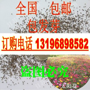 新籽太阳花种子  四季播盆栽花卉龙须牡丹重瓣松叶牡丹死不了包邮