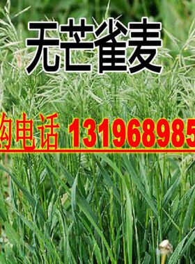 多年生耐寒四季青猪牛羊牧草籽