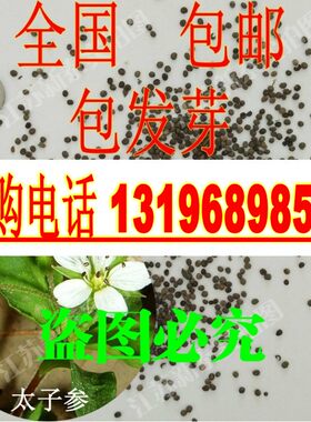 药材种子定制批发