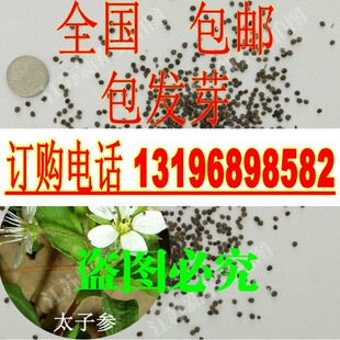 药材太子参种子 药材种子 孩儿参 童参 双批七 四叶参 米参籽