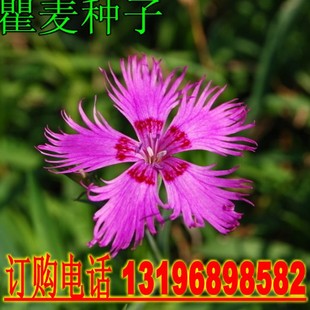 奇香 瞿麦种子 花状奇特 颜色鲜艳 净化空气 花卉种子包邮