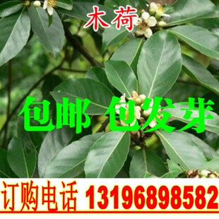 花木种子林木种子木荷种子木荷树种荷木种籽荷树种子包邮