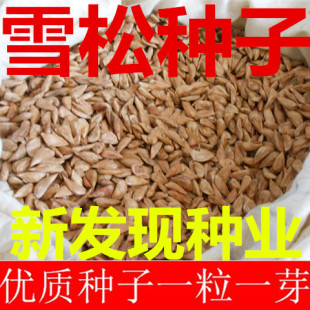 今年新采雪松种子 印度雪松种子香柏 圣诞树宝塔松种子包邮免运费