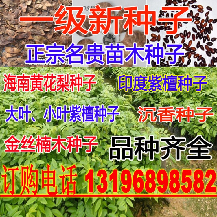 新采海南黄花梨种子沉香种子籽小叶紫檀种子菩提种子金丝楠木种子
