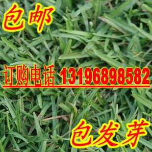 草坪种子（假俭草种子阔叶草、蜈蚣草）耐践踏 绿化护坡根系发达