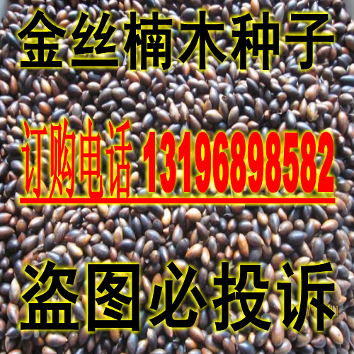 优质金丝楠木种子 楠树 雅楠 桢楠种子 豆瓣楠 香楠 龙胆楠实拍
