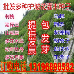 护坡灌木紫穗槐种子盐肤木多花木兰刺槐胡枝子木豆马棘车桑子草籽
