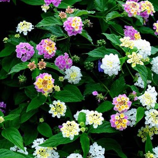 五色梅种子五彩花五雷丹五色绣球四季庭院春夏季驱蚊马樱丹种子籽