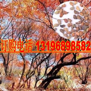新采花种子 黄栌种子烟树种子花卉彩叶树种子 林木风景树种子包邮