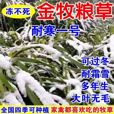 金牧粮草牧草种子多年生四季常青高产养殖牛羊鱼兔牧草畜牧草种籽