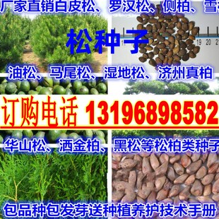 美国松黑松湿地松种子松树种子国外松红松三尖杉马尾松落叶松种籽