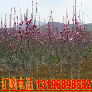 玉兰树苗紫红白黄娇红一号玉兰小苗高档庭院地栽绿化工程花卉苗木