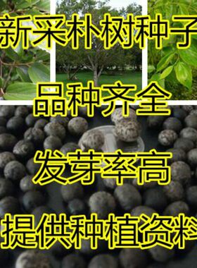 新采小叶朴树种子 大叶朴树 沙朴净种子 珊瑚朴 红皮朴树籽包邮