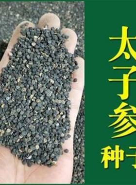 正品太子参种子药材四叶参种籽四季播种阳台盆栽孩儿童参太子参籽