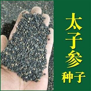 正品太子参种子药材四叶参种籽四季播种阳台盆栽孩儿童参太子参籽