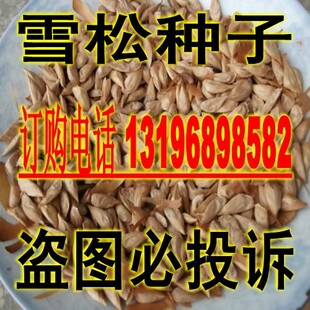 新采林木种子 新印度雪松种子 宝塔松种子 园林绿化种子