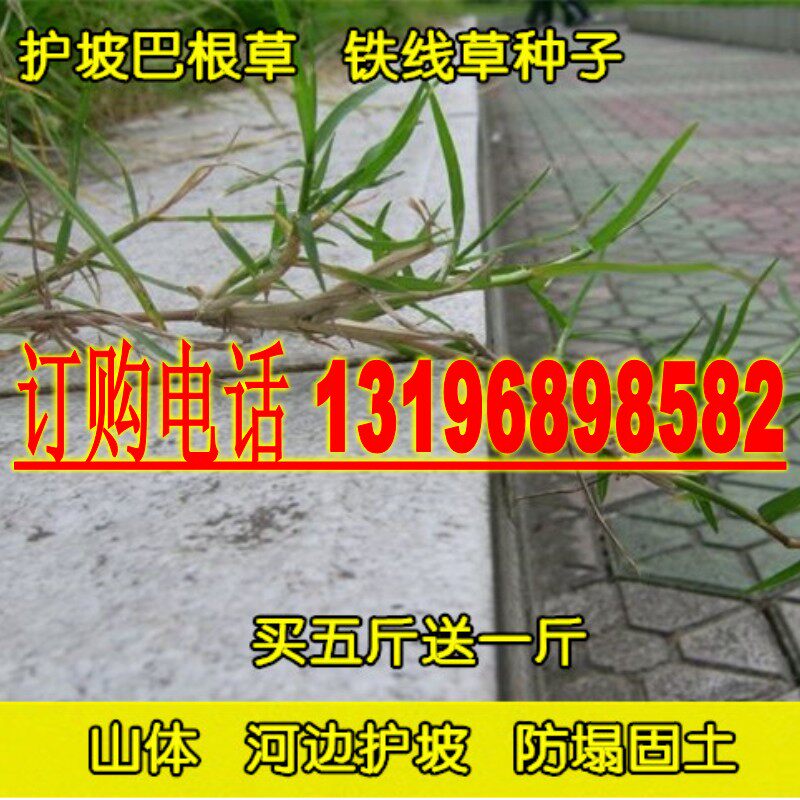 巴根草种子 铁线草 蟋蟀草  防水土流失 固土护坡 护坡种子四季青