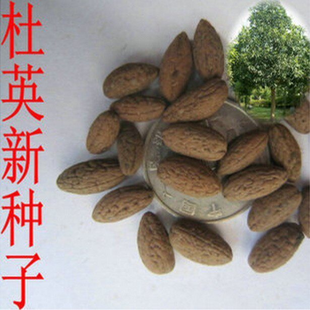 新采杜英树种子 小叶杜英种子 大叶杜英种子 林木种子