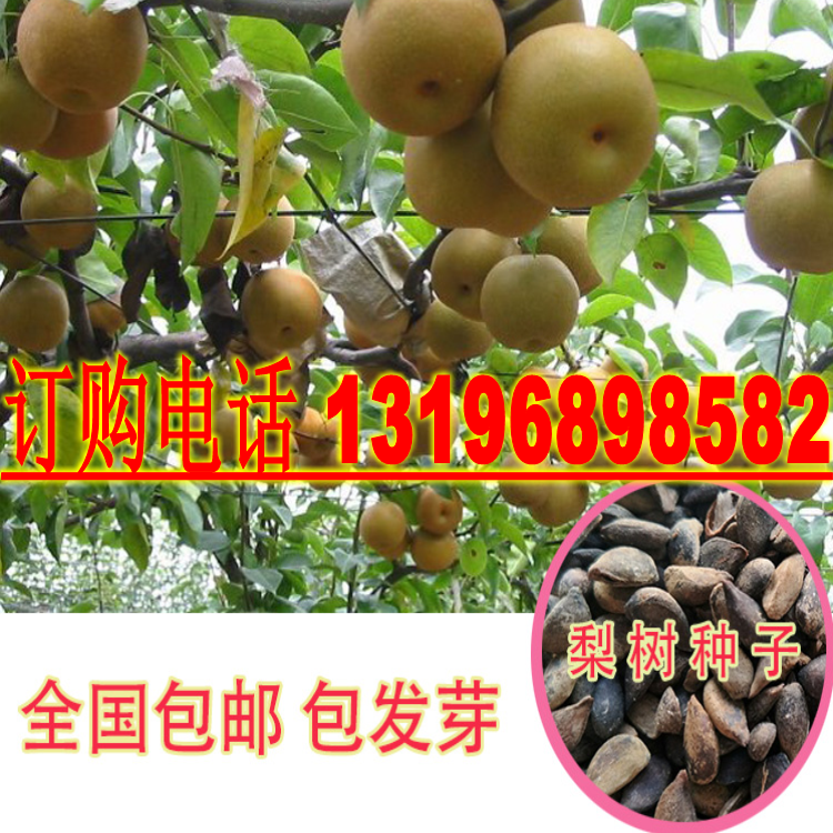 种子海棠野生南方杜梨包邮