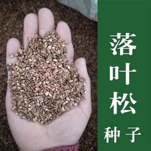 油松种子白皮松种子落叶松种子松树籽松树种子风景树绿化林木种子