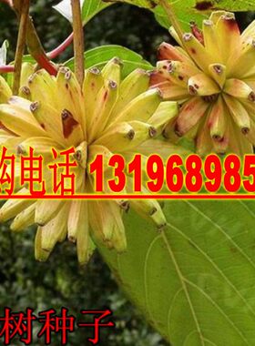 绿化苗木种子 喜树种子 别名：旱莲 水栗 水桐树 旱莲子种子