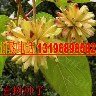 绿化苗木种子 喜树种子 别名：旱莲 水栗 水桐树 旱莲子种子