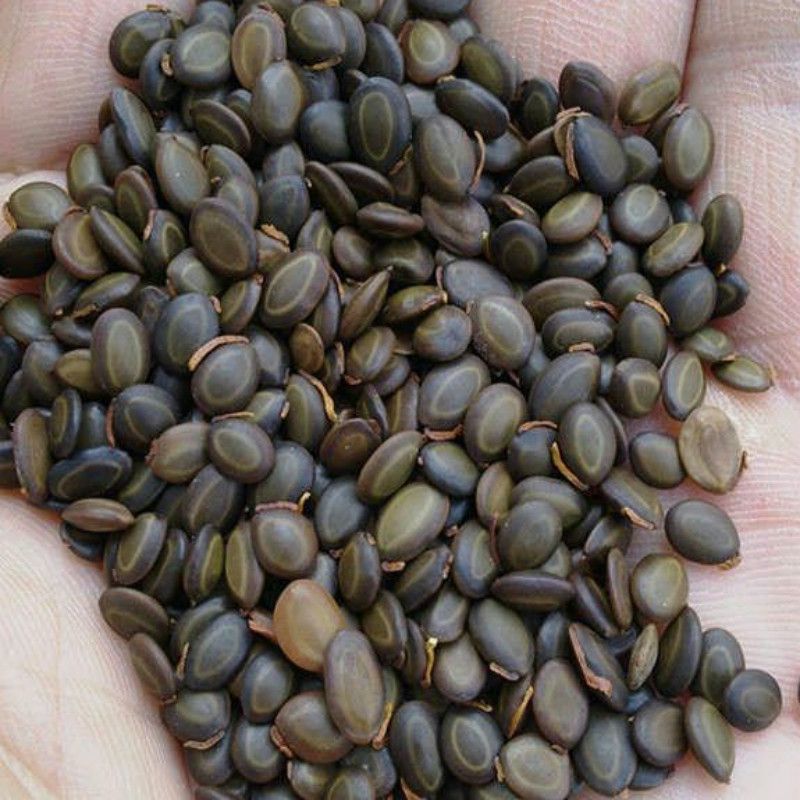 优质新台湾相思种子 台湾柳相思树种子 马占相思树种籽洋桂花种子