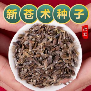 中药材苍术种子正宗纯新带朱砂点北苍术籽包发芽指导种植四季播种